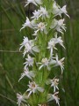 Habenaria dives