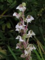 Pterygodium cooperi