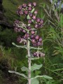 Schizoglossum atropurpureum