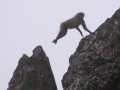 Baboon