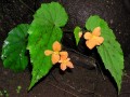 Begonia sutherlandii