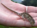 Chameleo
