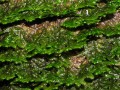 Forest mosses