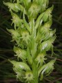 Habenaria sp.