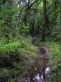 Indigenous forest