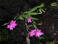 Iridaceae