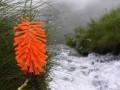 Kniphofia sp.