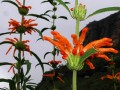 Leonotis leonurus