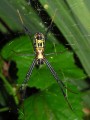 Orb Web Spider