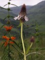 Pycnostachys reticulata