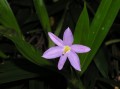 Aristea cognata