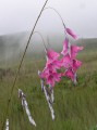 Dierama sp.