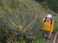Encephalartos ghellinckii 1