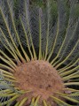 Encephalartos ghellinckii 2