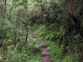 Forest path