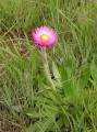 Helichrysum cf. ecklonis