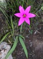 Hesperantha grandiflora