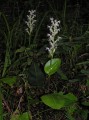 Huttonaea pulchra 1