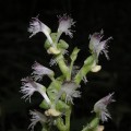 Huttonaea pulchra 2