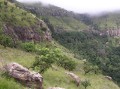Indigenous forest
