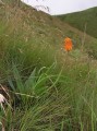 Kniphofia sp.