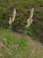 Plectranthus calycina