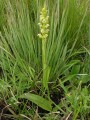 Satyrium microrrhynchum 1