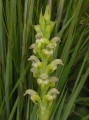 Satyrium microrrhynchum 2