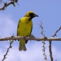 Social weaver