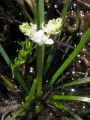 Aponogeton junceus
