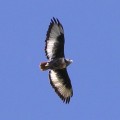 Bird of prey