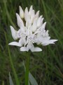 Brownlea galpinii