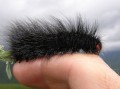 Caterpillar