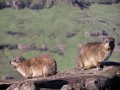 Dassies