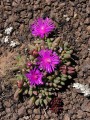 Delosperma sp.