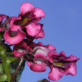 Diascia purpurea fowers
