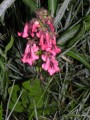 Diascia purpurea