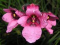 Diascia vigilis