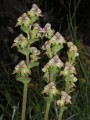 Dipteris cardiophora