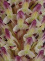 Disa fragrans-detail