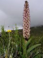 Disa fragrans