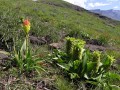 Eucomis autumnalis