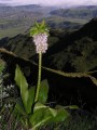Eucomis bicolor