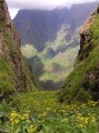 Floral Ravine