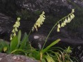 Galtonia regalis