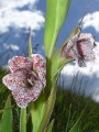 Gladiolus ecklonii