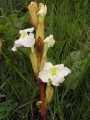 Harveya speciosa