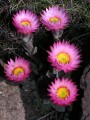 Helichrysum adenocarpum