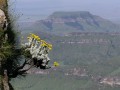 Helichrysum sp.