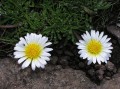 Hirpicum armerioides